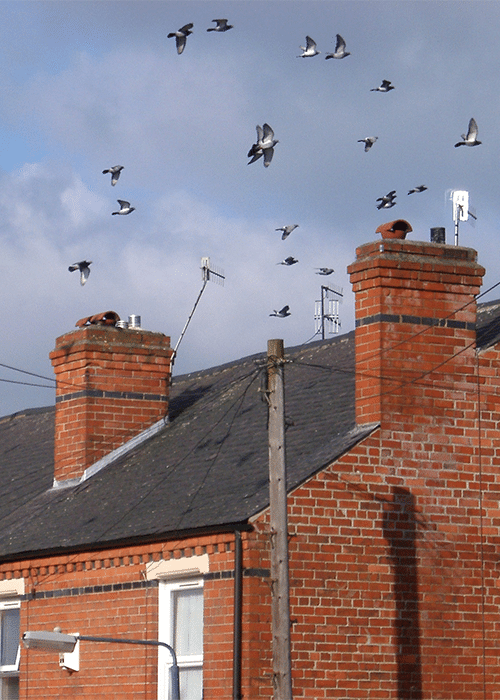 Blacklands Chimney Sweep Hastings
